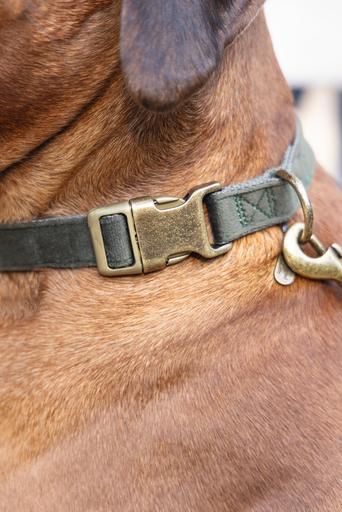 Produktbild Designed by Lotte Velura (Hund, Spazieren)