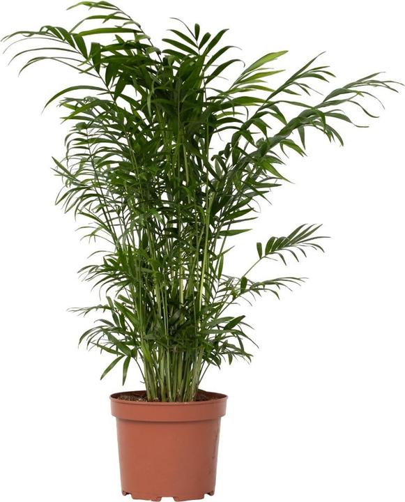 Produktbild Plant in a Box Chamaedorea elegans - Bergpalme (50 cm)
