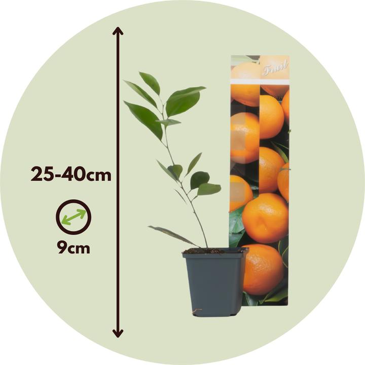 Produktbild Plant in a Box Citrus mitis Calamondin - Orangenbaumen (25 cm)