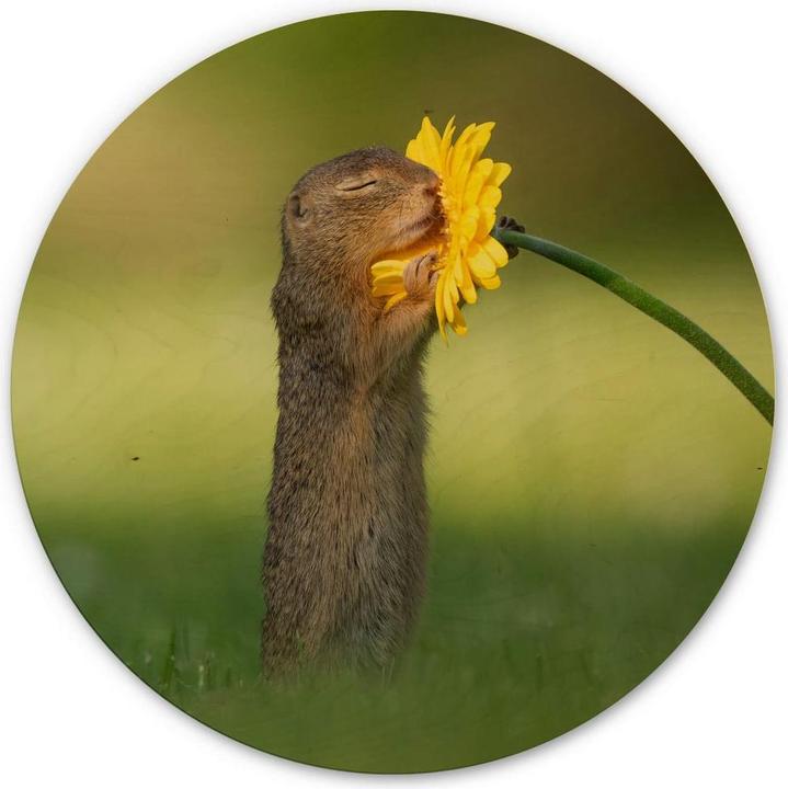 Image du produit Trenddeko van Duijn - La spermophile sent la fleur (Ø 70 cm)