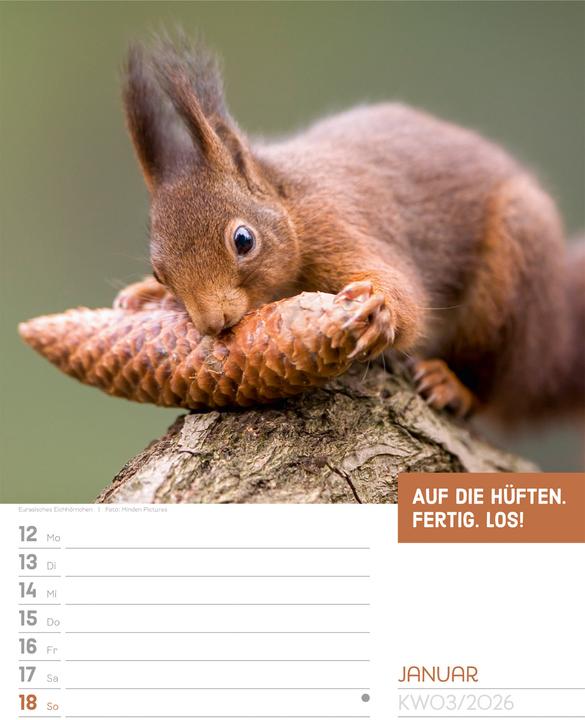Produktbild Tierisch! Sprüchekalender - Wochenplaner Kalender 2026 (25 x 33 cm, Harter Einband, Deutsch)
