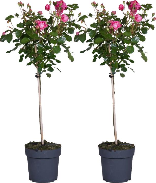 Produktbild Plant in a Box Rosa Palace 'Topkapi' - 2er-Set Stängelrosen (80 cm)