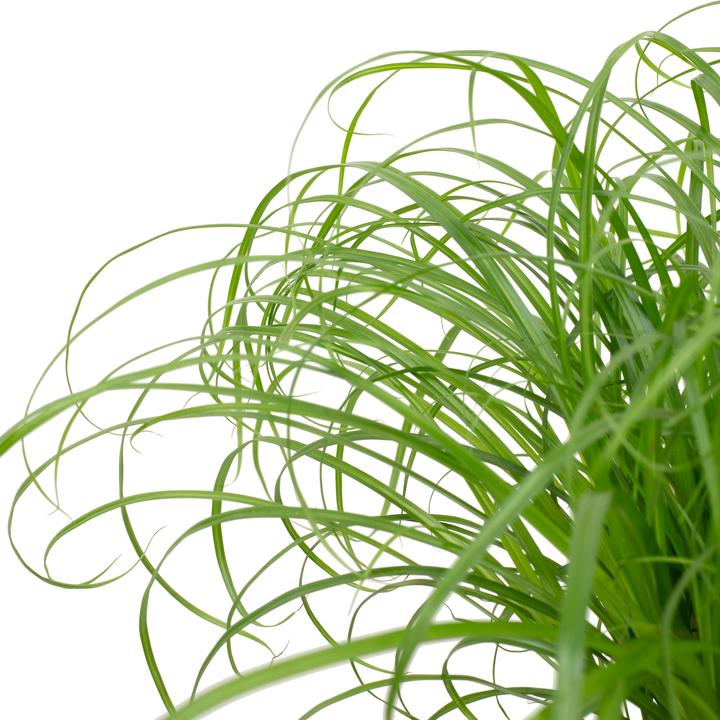 Produktbild Flowerbox Echtes Katzengras - Cyperus alternifolius "Zumula" (1 Stk.)