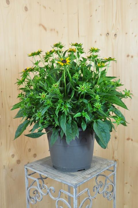 Actual product image Säntispracht The coneflower, our summer star - Rudbeckia 'Little Goldstar' (60 cm)