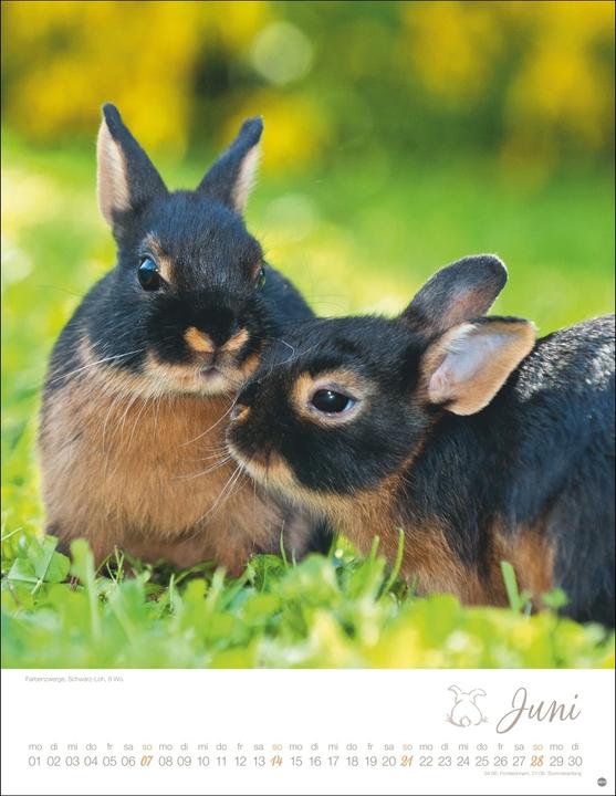 Image du produit Kaninchenkinder Posterkalender 2026 (34 x 44 cm, Couverture rigide, Allemand)