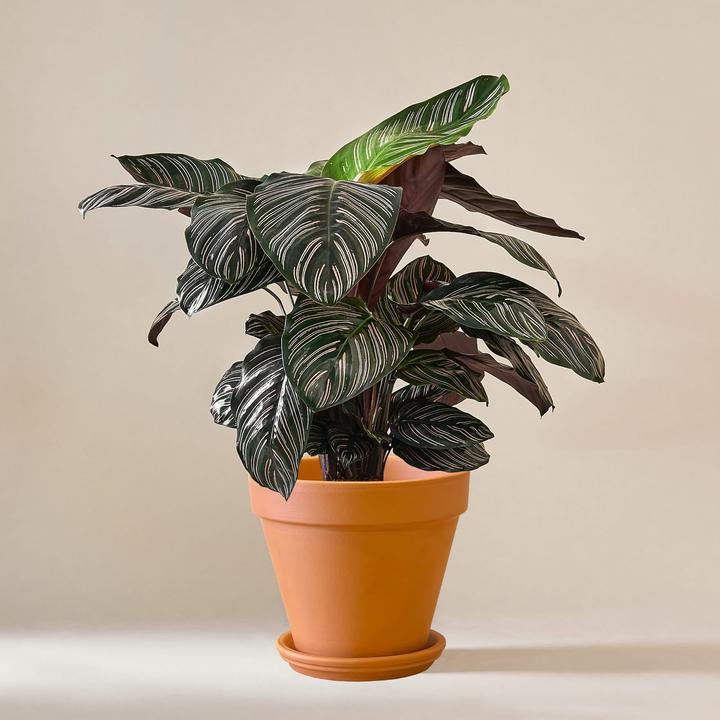 Mary and Plants Calathea Ornata Sanderiana with Terracotta Pot (75 cm)