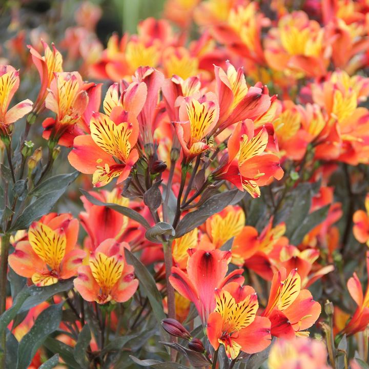 Produktbild Zulauf Alstroemeria 'Indian Summer' / Inkalilie 'Indian Summer' (50 cm)