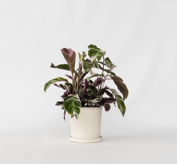 Produktbild Plant in a Box Calathea Lietzei “White Fusion” - Korbmaranthe (30 cm)
