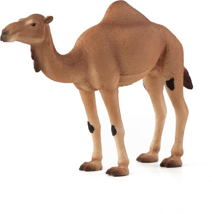 Produktbild Animal Planet Dromedar