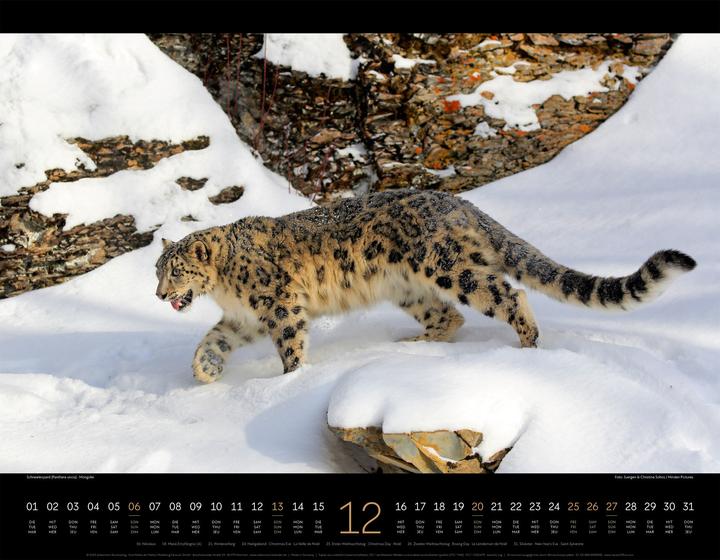 Image du produit Königreich der Katzen Kalender 2026 (54 x 42 cm, Anglais, Français, Allemand)