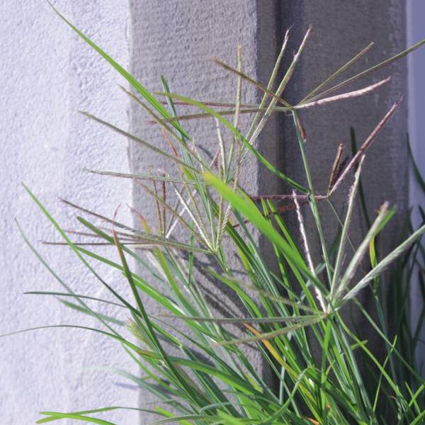 Produktbild Säntispracht 2 er Set, Das sonnenliebendes Australisches Fingergras - Chloris truncata Flying Stars (40 cm)