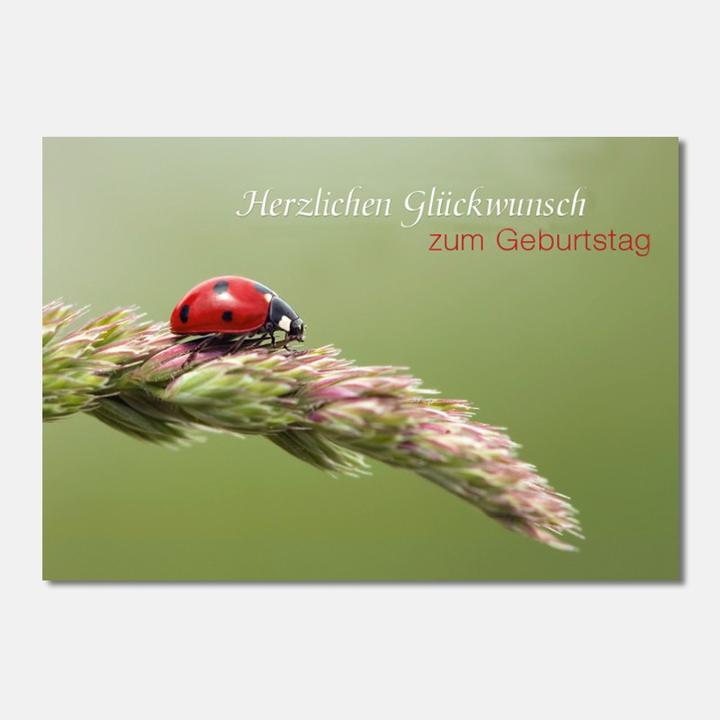 Produktbild Geburtstagskarte - Marienkäfer auf Halm (1 Stk.)