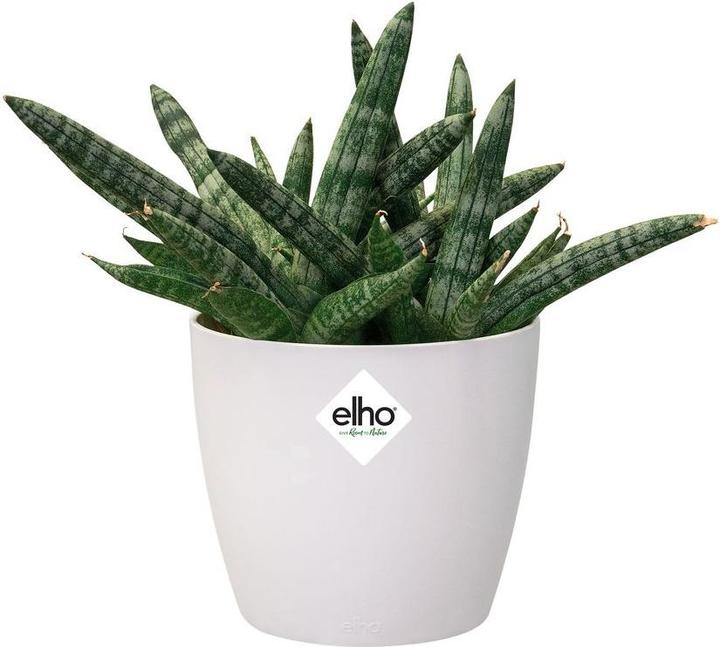 Actual product image Elho Brussels (10 cm)