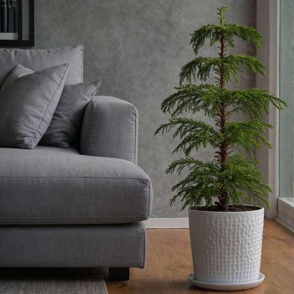 Produktbild Plant in a Box Araucaria Heterophylla - Norfolk Island pine (45 cm)