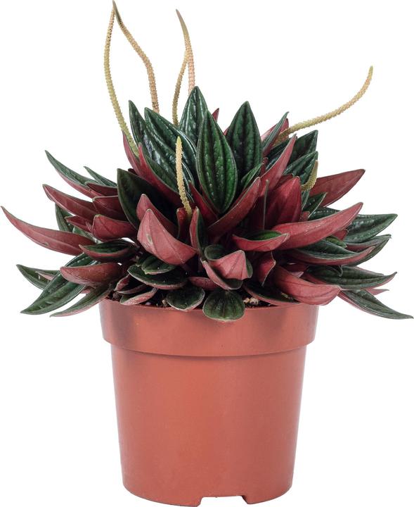 Flowerbox Smit Rosso - Peperomia (15 cm)