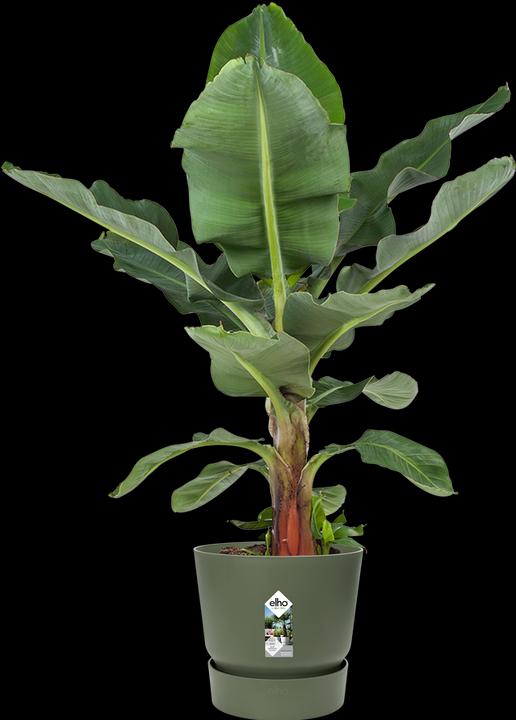 Produktbild Elho Greenville (39 cm)