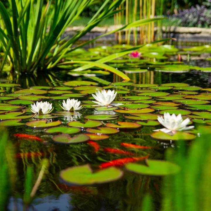 Produktbild garden moments Fadenalgen Stopp 5000g 150000l Teichwasser Teichpflege