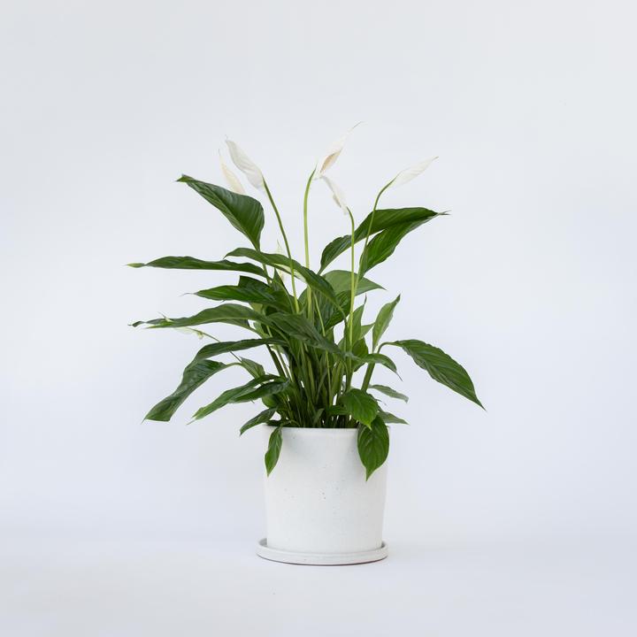 Produktbild Plant in a Box Spathiphyllum Lima - Einblatt (60 cm)