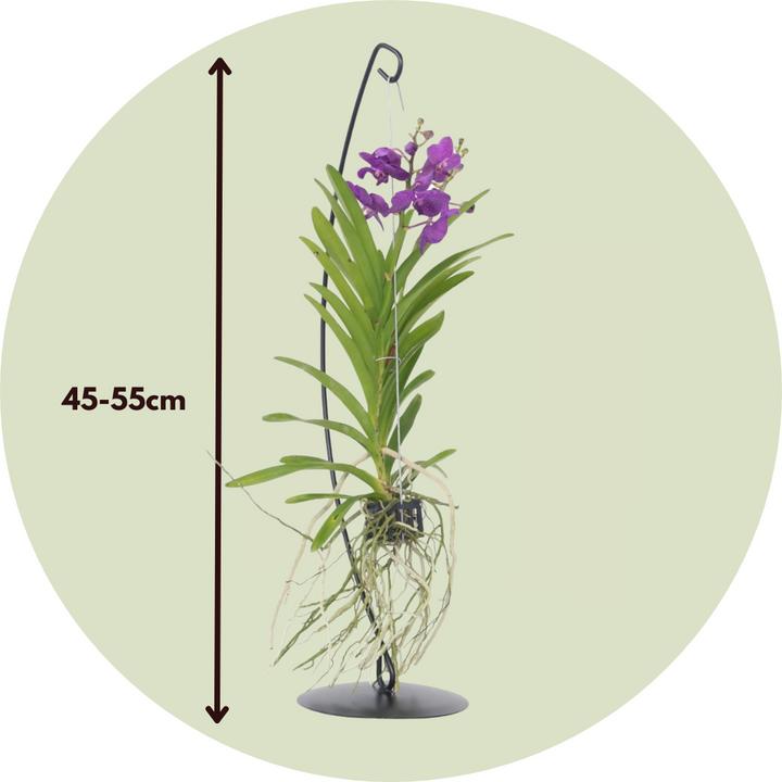 Actual product image Plant in a Box Vanda 'Blue' - Orchid (50 cm)