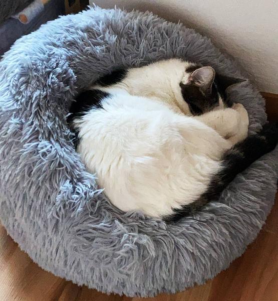 Produktbild Nobby Donut-Bett (Hund)