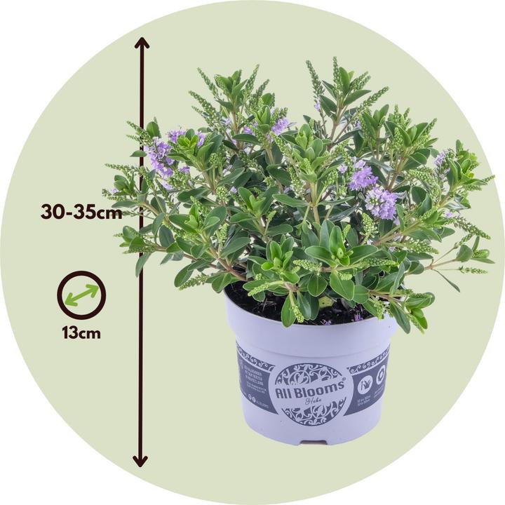 Produktbild Plant in a Box Hebe All Blooms 'Siara' - (30 cm)