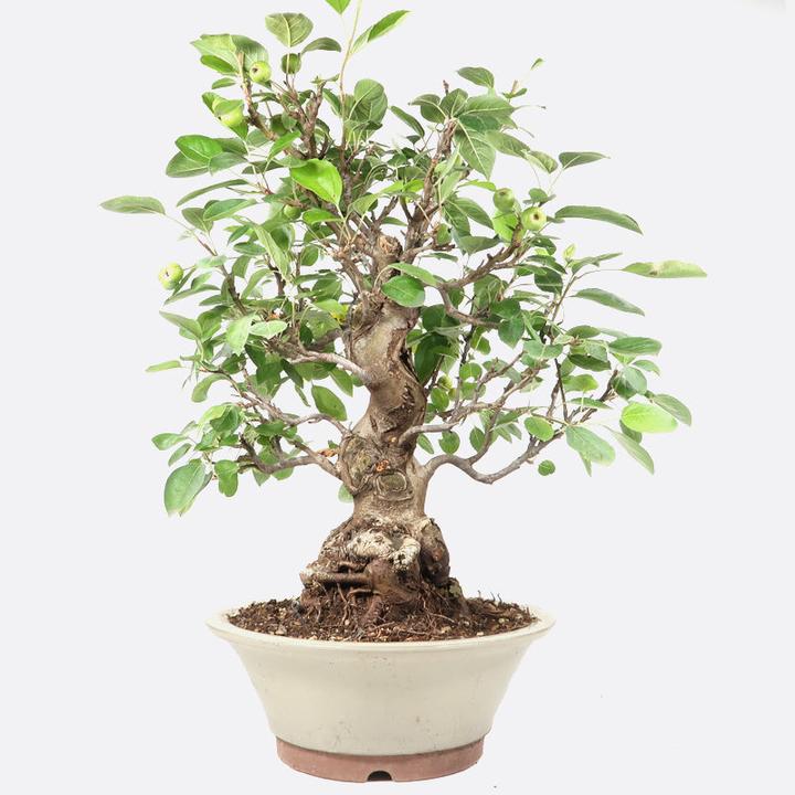 Image du produit Bonsai.ch Malus baccata Pomme cerise cm (25 cm)