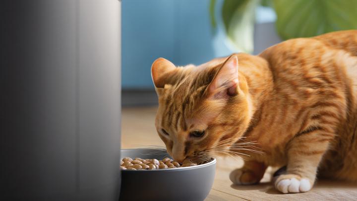 Actual product image Philips Intelligent automatic feeder with camera (4.50 l)