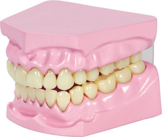 Actual product image Betzold Masticatory and dental model