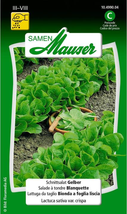 Samen Mauser Yellow (Vegetable seeds)