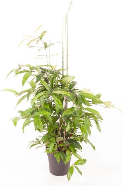 Produktbild Fresca-Plant Dracaena Surculosa (24 cm)
