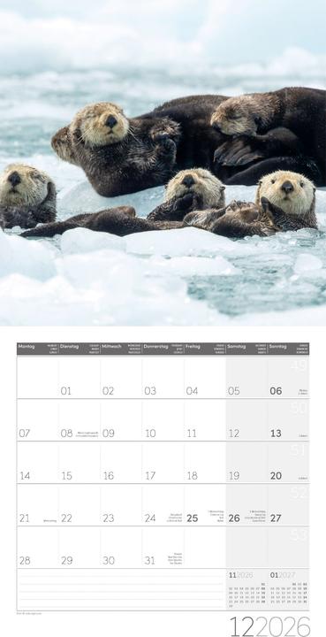 Produktbild Otter Kalender 2026 - 30x30 (30 x 30 cm, Harter Einband, Deutsch)