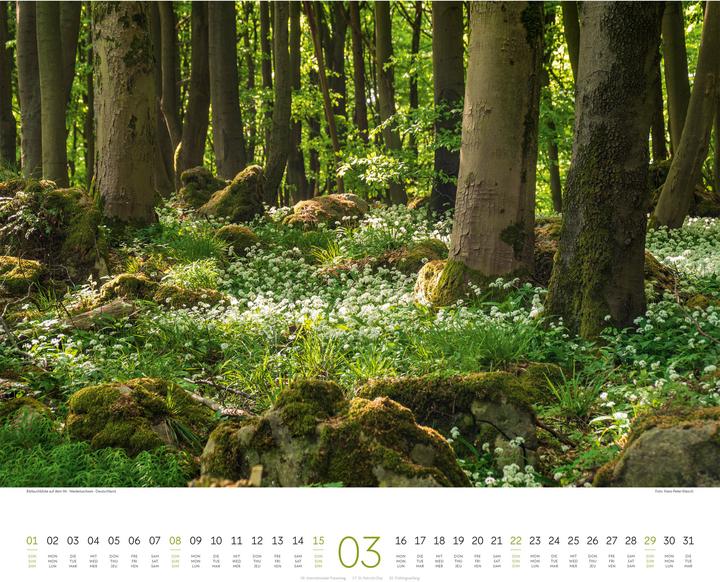 Immagine prodotto Wald Kalender 2026 (54 x 48 cm, Copertina rigida, Tedesco, Francese, Inglese)