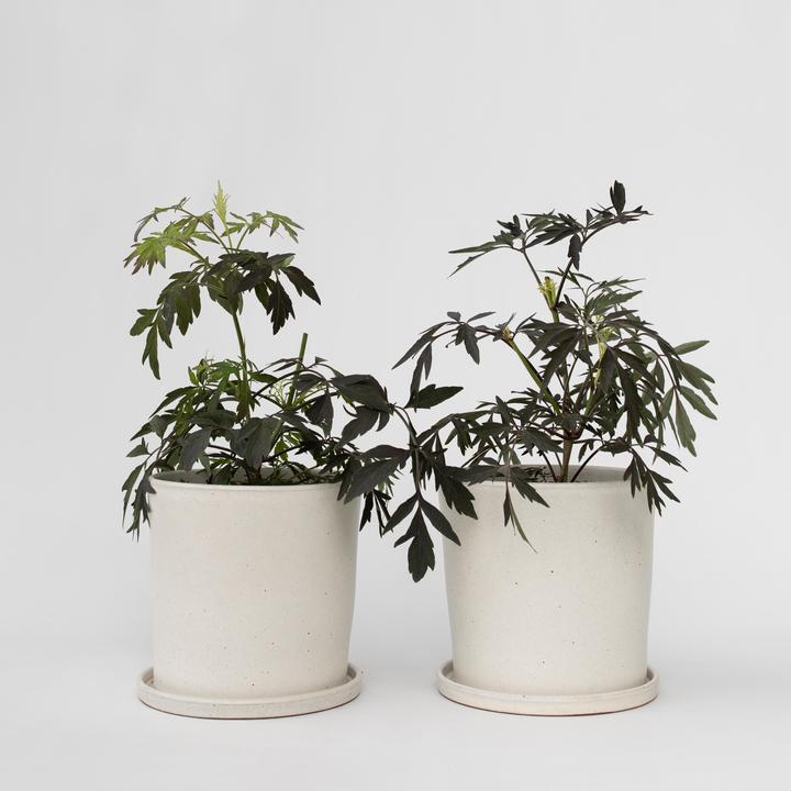 Actual product image Plant in a Box Sambucus nigra 'Black Lace' - set of 2 elderberries (25 cm)