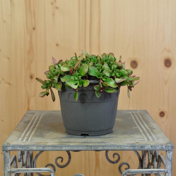 Image du produit Säntispracht Set de 3, Le pourpier annuel - Portulaca oleracea Fuchsia (20 cm)