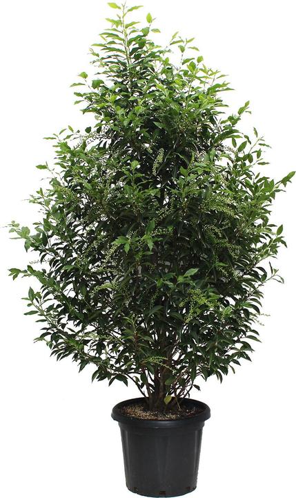 Produktbild Zulauf Portugiesische Lorbeerkirsche / Prunus lusitanica 'Angustifolia' (150 cm)