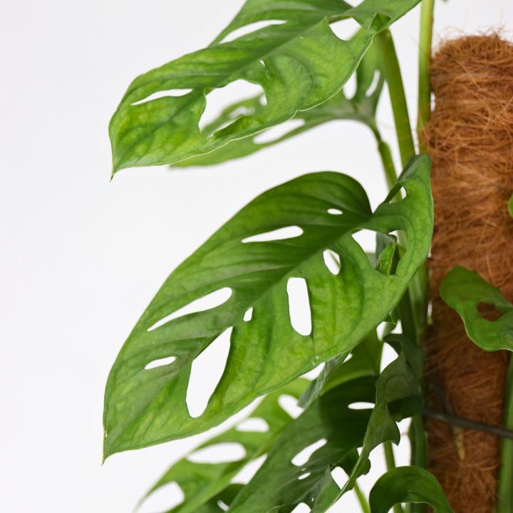 Actual product image Plant in a Box Monstera Monkey Mask - Monkey mask plant on a stick (60 cm)