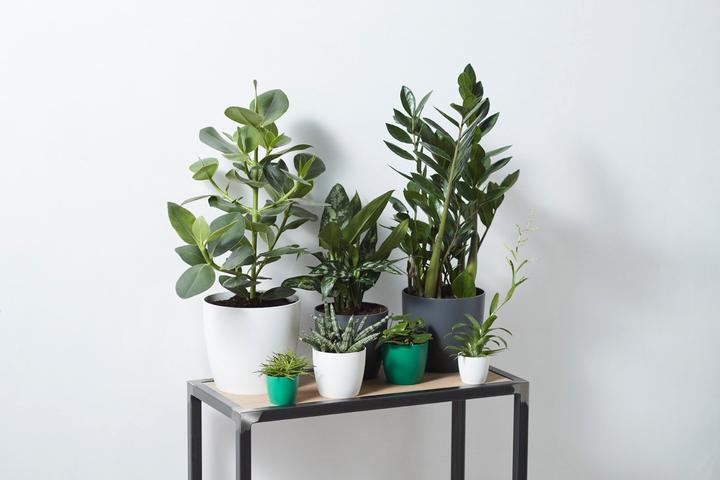 Produktbild Elho Brussels (29.50 cm)