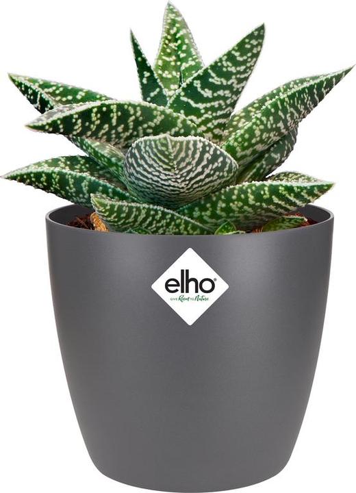Produktbild Elho Brussels (10 cm)