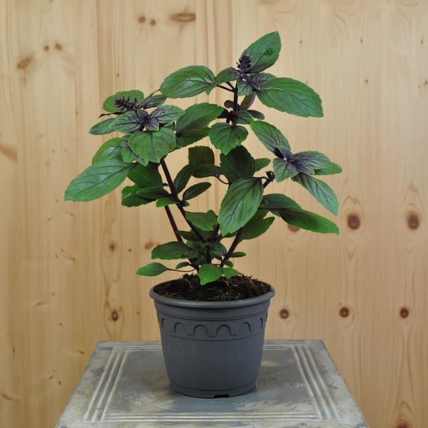 Produktbild Säntispracht 3 er Set, Strauchbasilikum - Ocimum basilicum Magic Blue (60 cm)