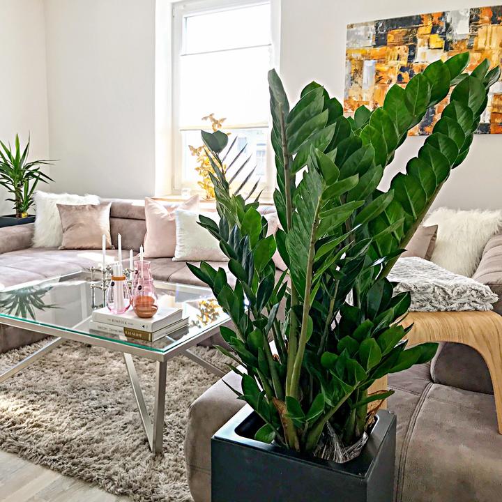 Produktbild Flowerbox Glücksfeder - Zamioculcas zamiifolia (90 cm)
