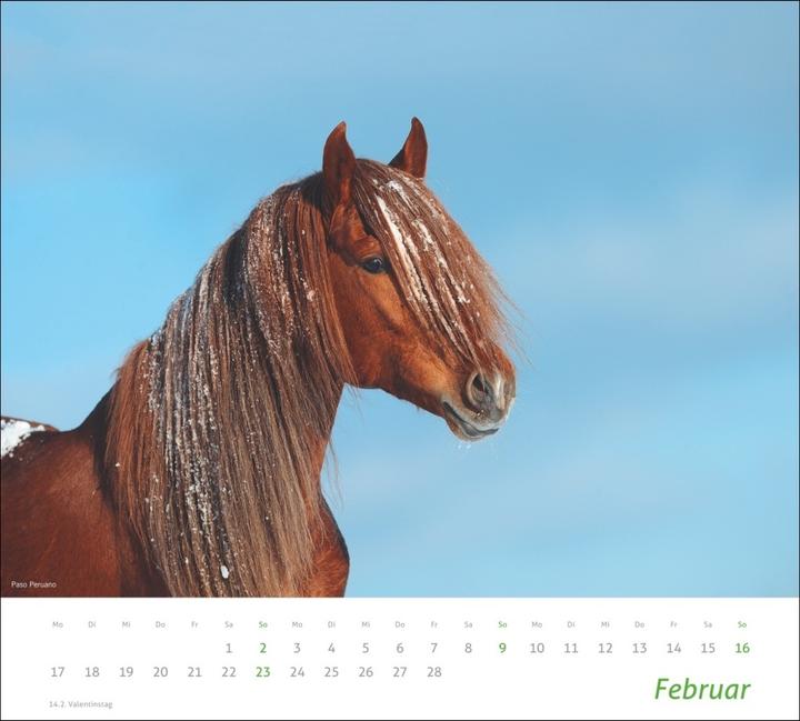 Actual product image Horse picture calendar 2024. animal calendar for horse lovers. Calendar with spectacular photos of (Hardcover, German)