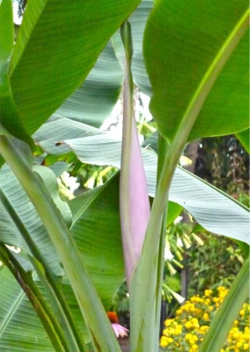 Actual product image Tropica Kenya banana (Fruit seed)