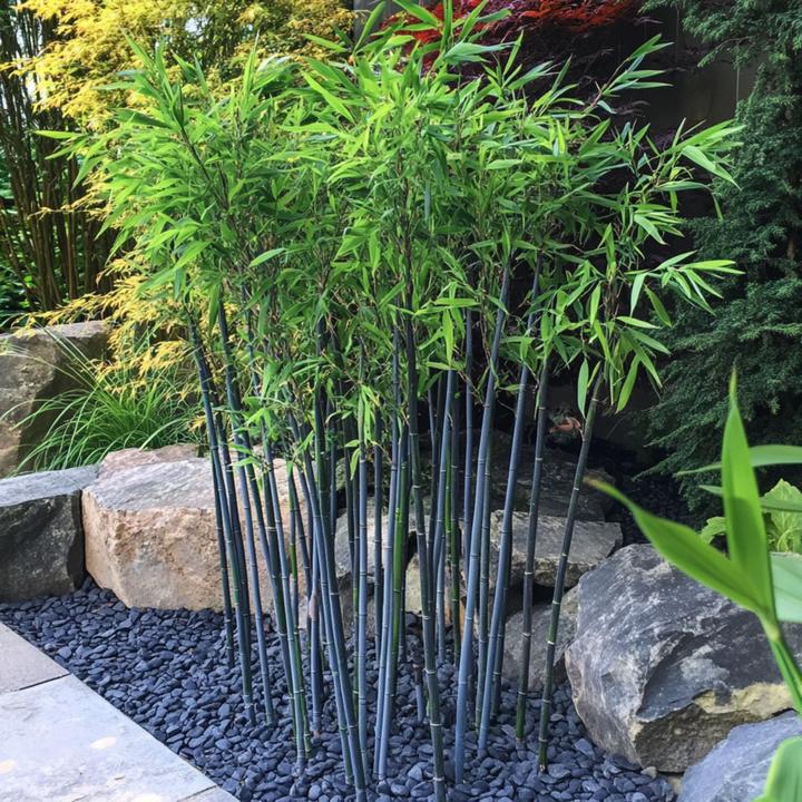 Produktbild Plant in a Box Fargesia papyrifera 'Blue Dragon' - 2er-Set Bambus (30 cm)