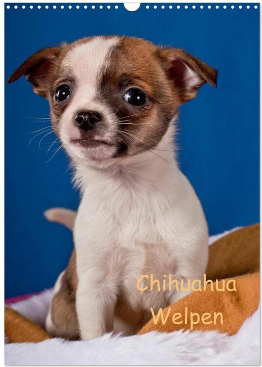Produktbild Chihuahua Welpen (Wandkalender 2025 DIN A3 hoch), Monatskalender (A3, Deutsch)