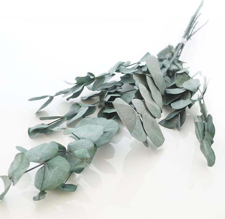 Immagine prodotto VBS Eucalyptus Cinerea preparato, circa 50 g, L circa 30 - 65 cm