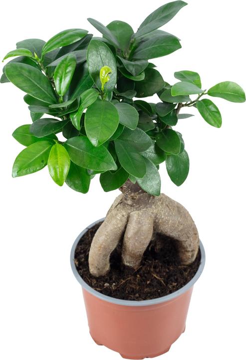 Produktbild Flowerbox Chinesische Feige - Ficus Ginseng (25 cm)
