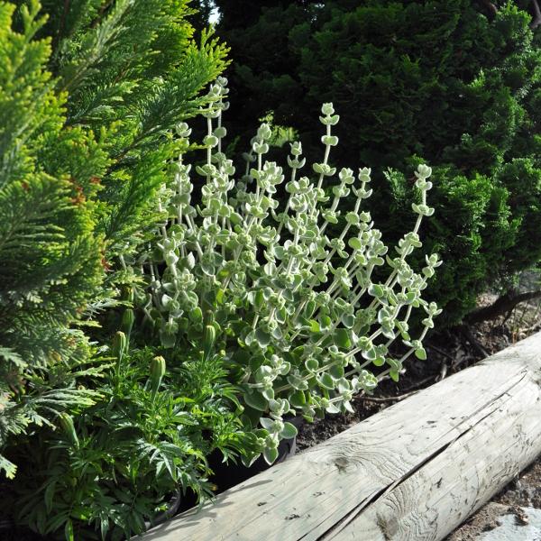 Produktbild Säntispracht Die Kretische Schwarznessel aus dem Mittelmeerraum - Ballota pseudodictamnus (40 cm)