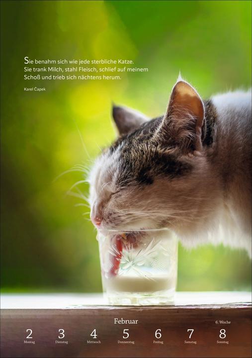 Actual product image Harenberg Literaturkalender Katzen Wochen-Kulturkalender 2026 (German)