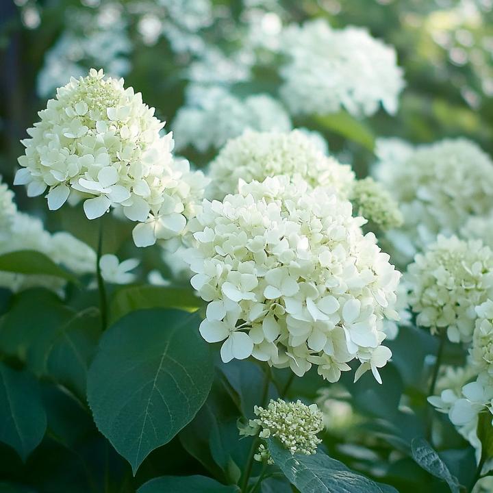 Actual product image Plant in a Box Hydrangea Paniculata 'Silver Dollar' - Set of 3 hydrangeas (25 cm)