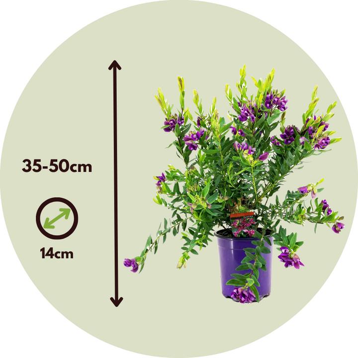 Image du produit Plant in a Box Polygala myrtifolia 'Bibi Pink' - Fleur de papillon (35 cm)
